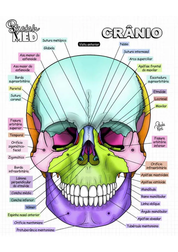 Crânio — página do Atlas de Anatomia