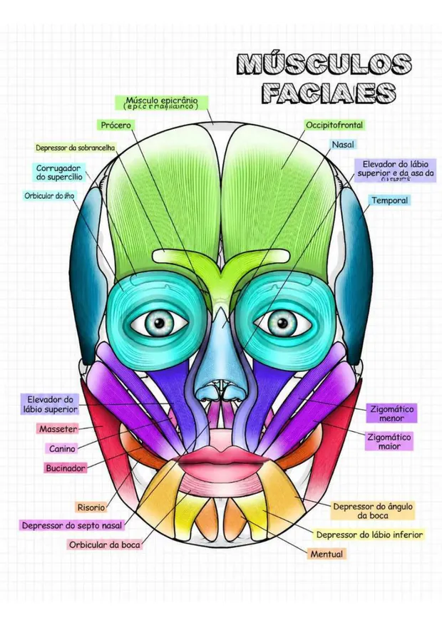 Músculos faciais