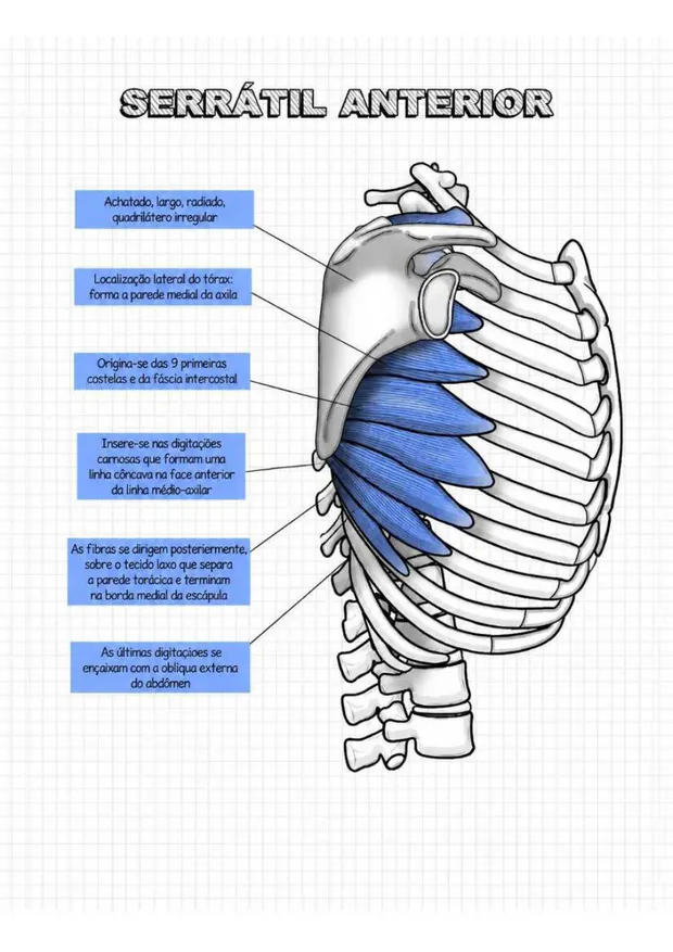 Músculo serrátil anterior