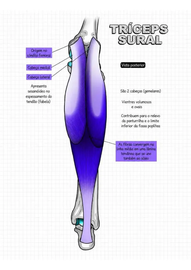 Tríceps sural